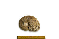 F 02276
<br/>
<br/>
<em></em>